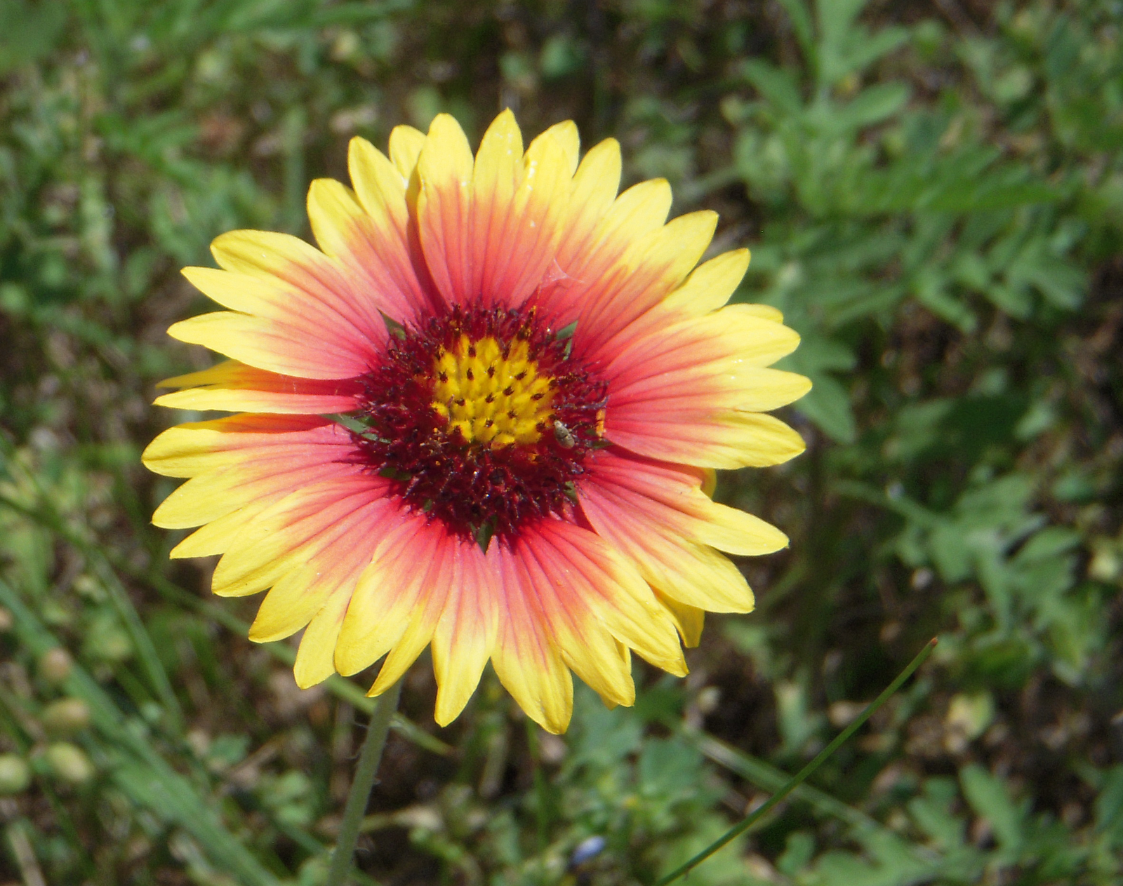 Nature Cameos Some Beautiful Texas Spring Flowers