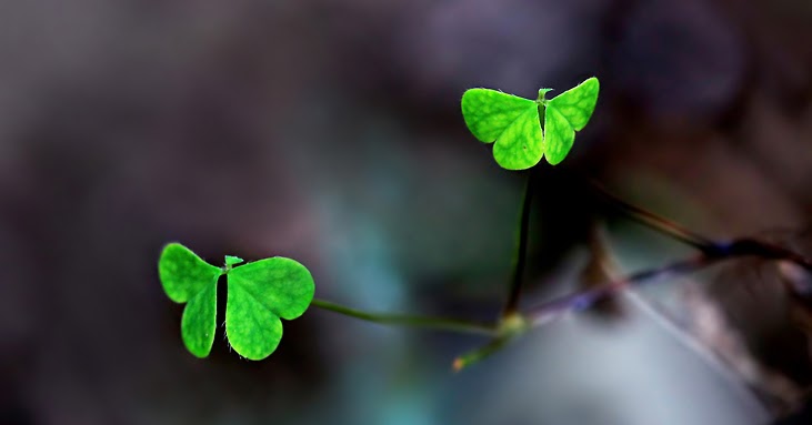 Happy Beginnings - NaPoWriMo - #12