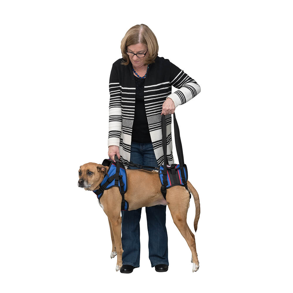 Animal Photo Today Adjustable Dog Wheel Chairs for Handicapped Dogs