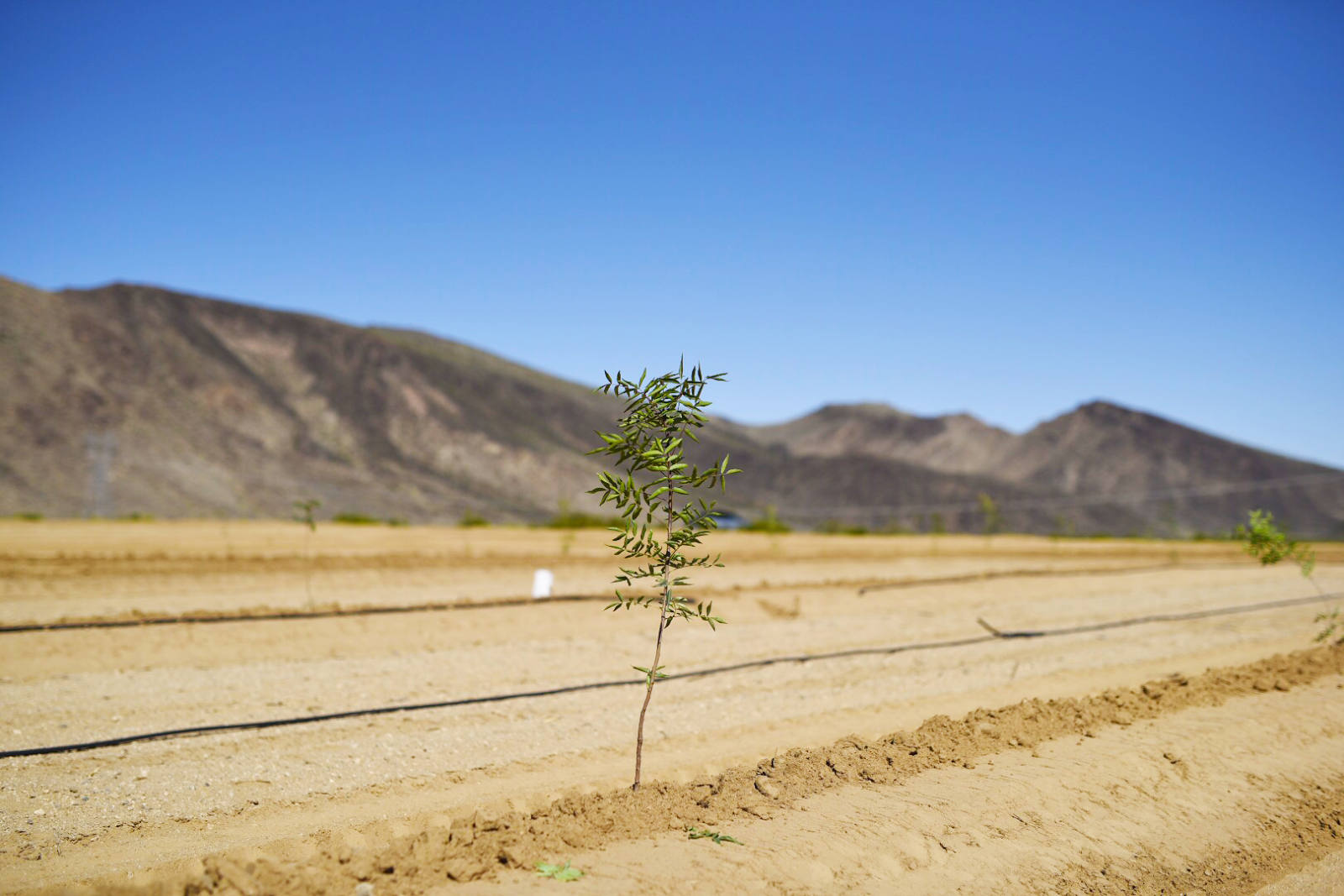 Chambers Realty Group Blog Why is Farming Expanding in Kingman AZ?