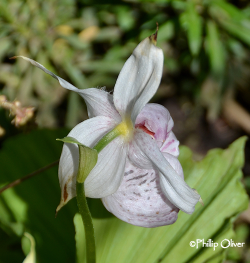 Open Gardens Bostwick garden