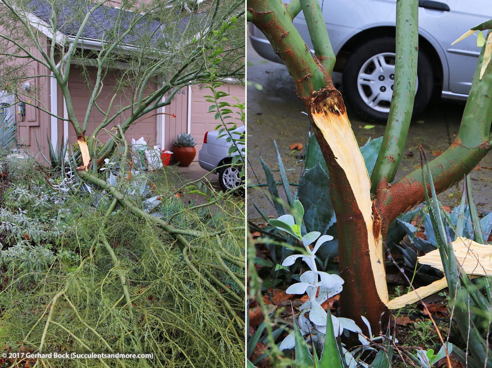 Palo verde ripped in half
