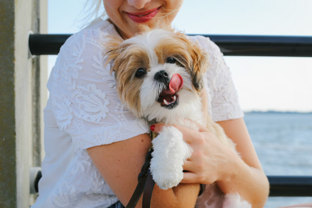 10 Coisas que os Shih tzu fazem para provar o quanto te amam