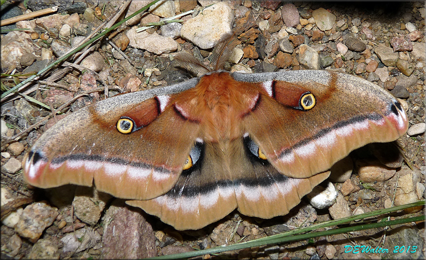 The Home Bug Garden: A Big Moth with a Mono-ocular gaze: Polyphemus