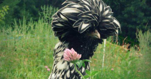 A very stylish silver polish chicken...cool hairstyle | Most Beautiful ...
