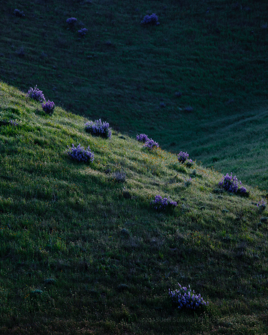 Jeff Sullivan Photography Shell Creek Road Wildflowers, Paso Robles