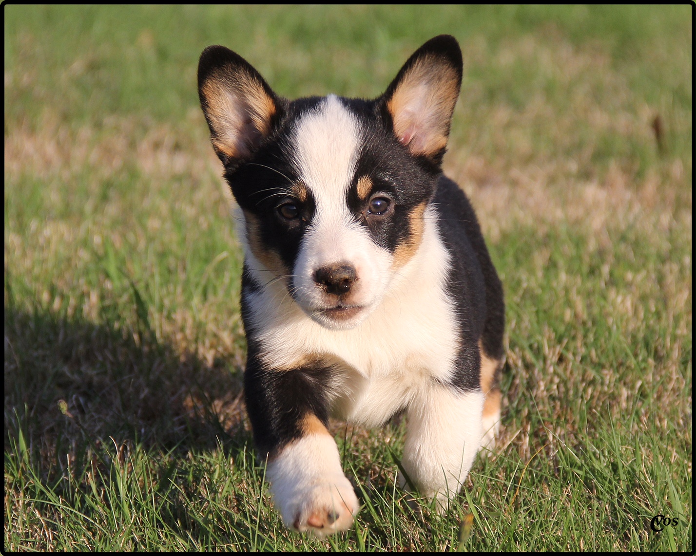 Cowboy Corgis: Available Puppies