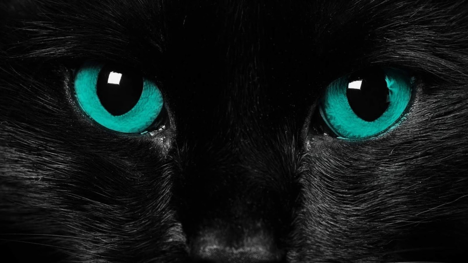 65 Black Cat Background | Magone 2016