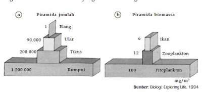 Proses Rantai Makanan , Jaringan Makanan,  Piramida Ekologi dan Daur Biogeokimia dalam Ekosistem