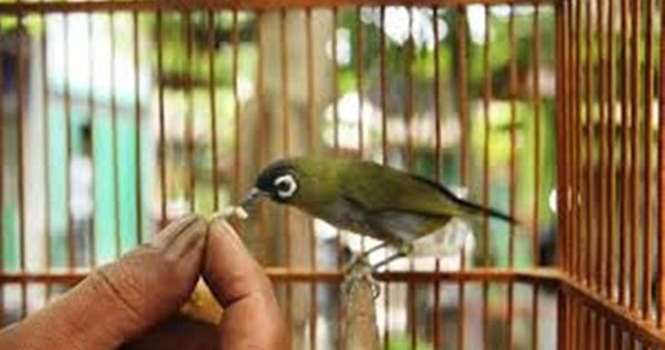Cara Praktis Menjinakkan Burung Pleci Yang Giras Meniti