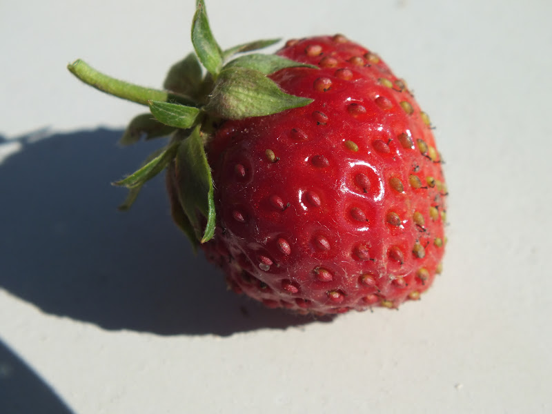 bearded-dragon-streawberries
