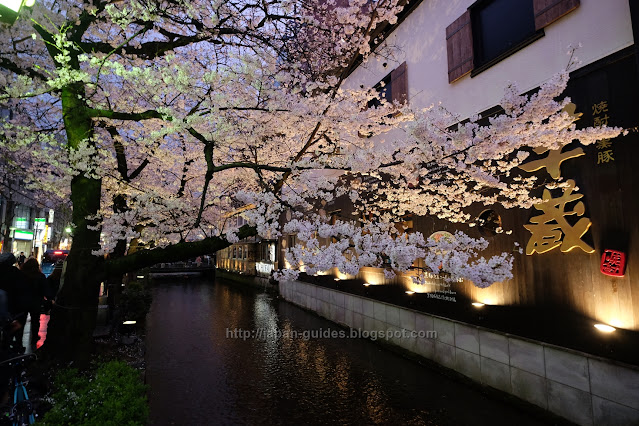 คลอง Takase-gawa Kyoto sakura spot light up