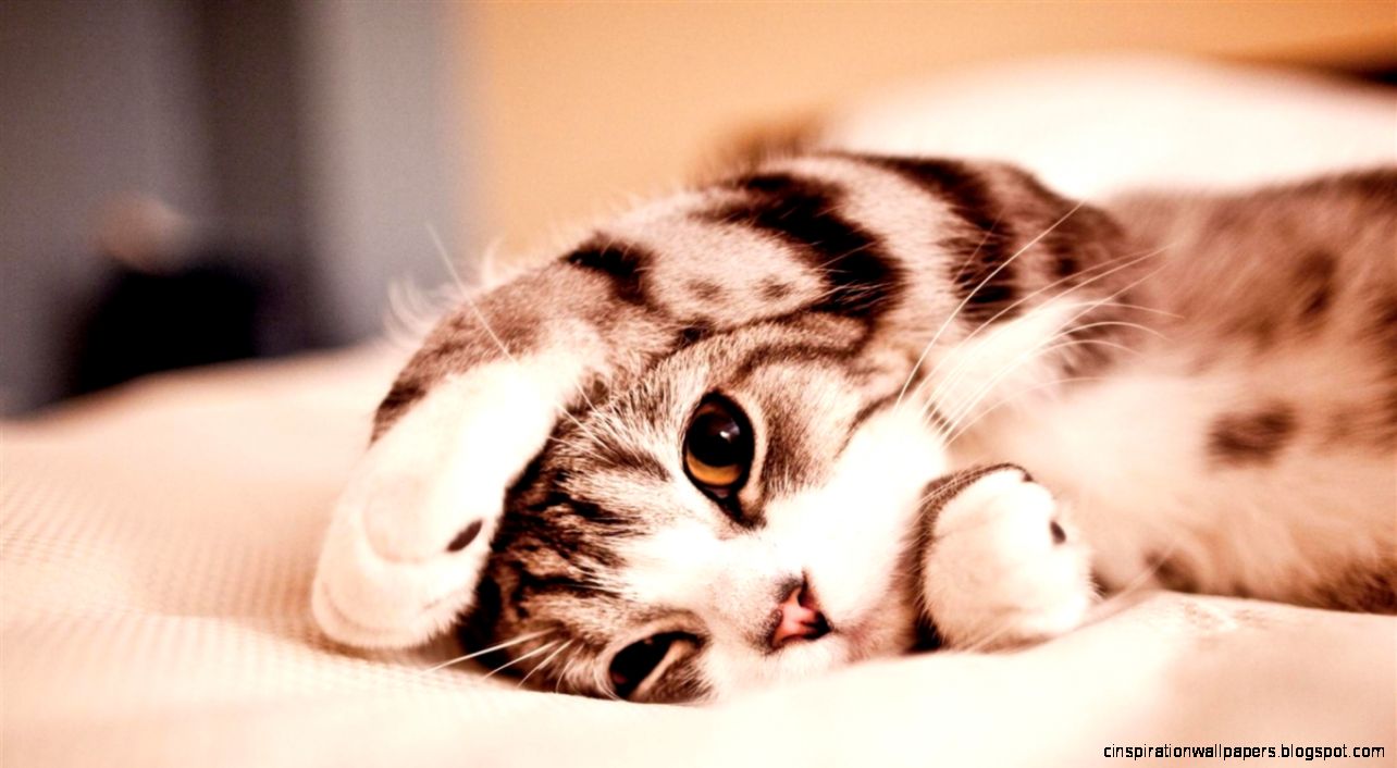 beautiful and cute animals