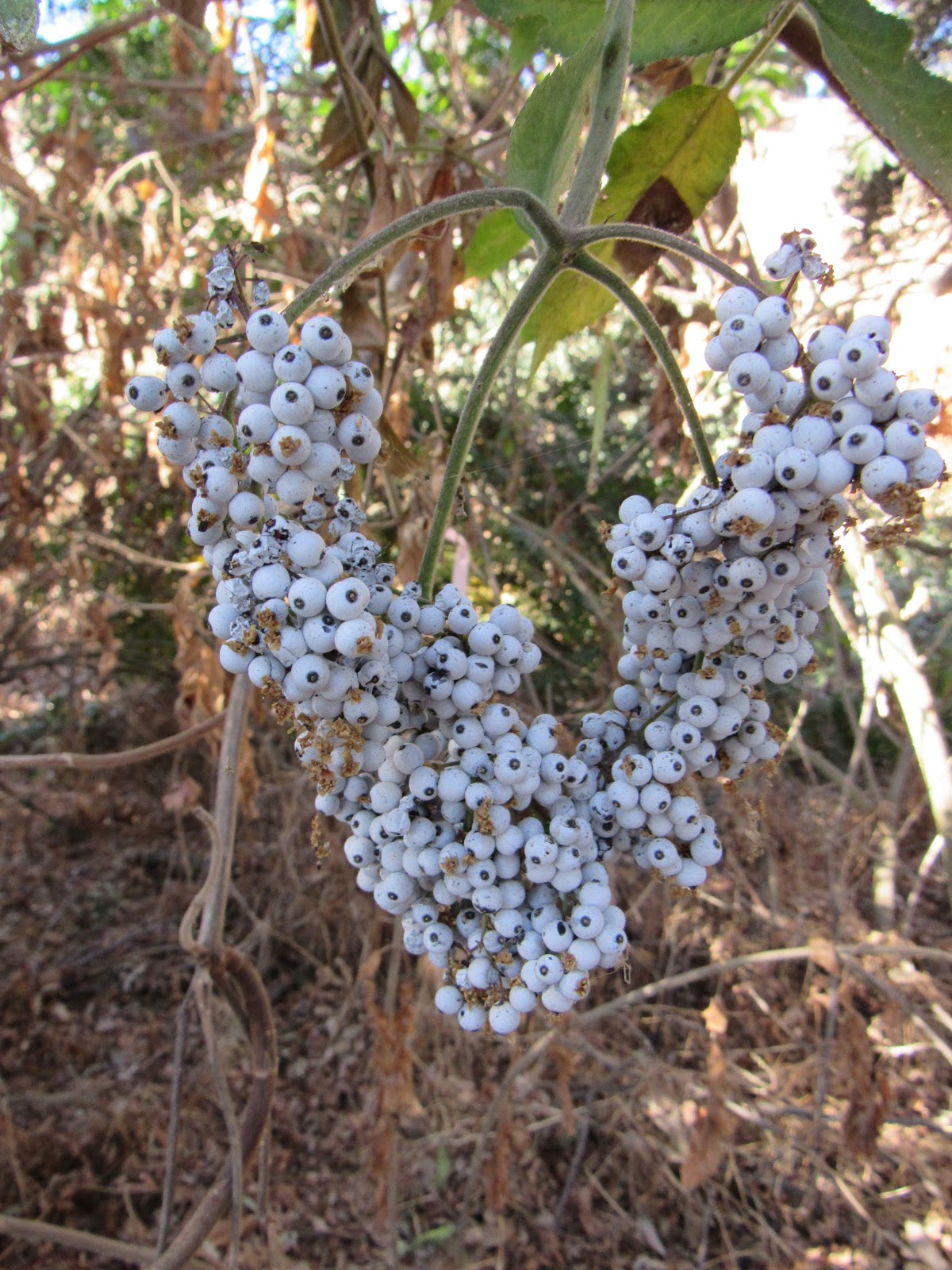 Plant Profile Blue Elderberry