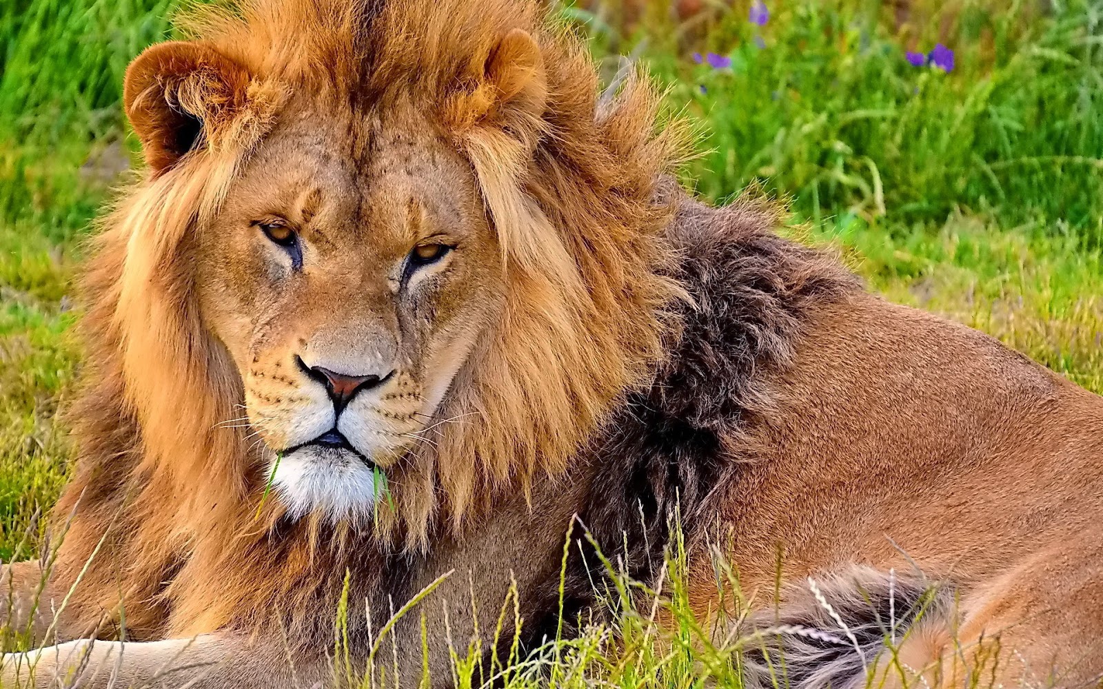 صور أسد , اجمل صور الاسد ملك الغابة Photos Lion