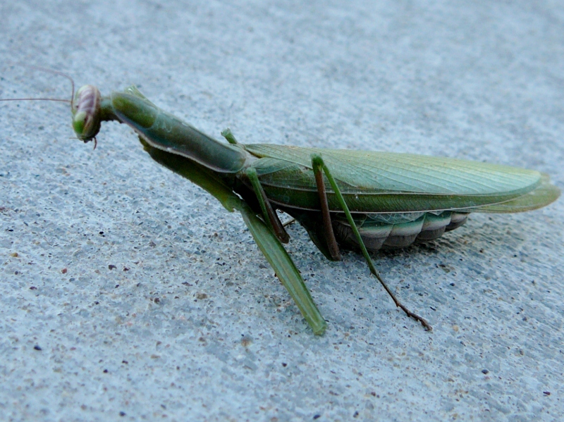 Dummerston Sightings Utah Tiger salamander and Praying mantis