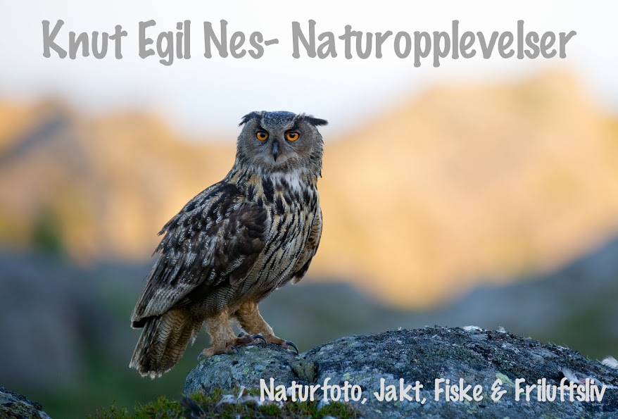 Knut Egil Nes-Naturopplevelser