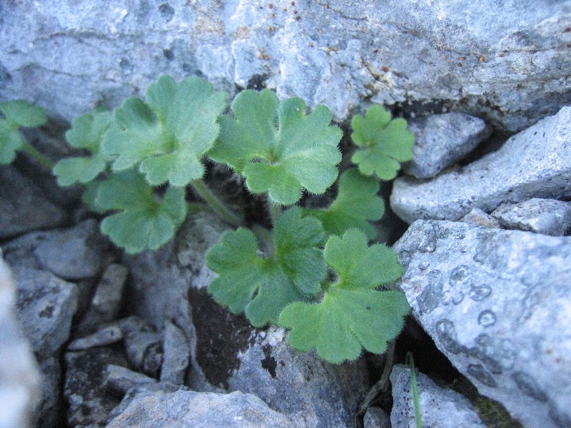 Flora de Xaló Saxifraga corsica subsp cossoniana