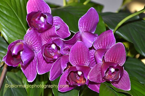 Purple orchid with velvety petals