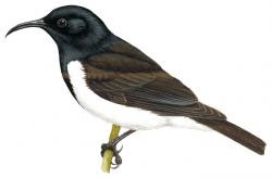 Sugomel nigrum