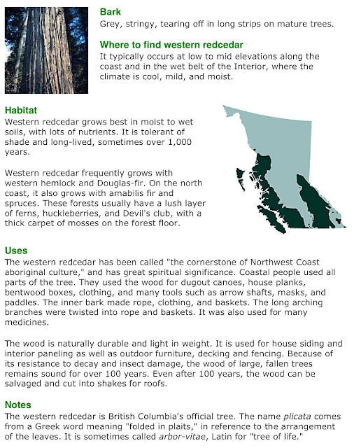 Vancouver Island Big Trees Identify Trees