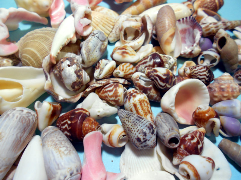 Del's Shells: Seashells from Mexico!