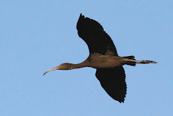 B I R D : Birding Allen s Marsh