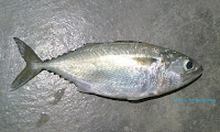 Indo-pacific Mackerel, Short mackerel