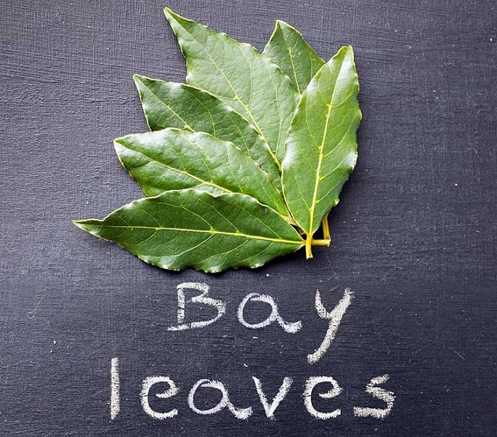 зеленый лист. A leaf can be. скелетирование листьев. скелетирование листьев вредителями рисунок. зеленый лист.