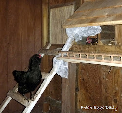 chicken coop winter chickens adding case supplemental eggs daily against coops should bulb low keep watt fresh backyard hens nesting