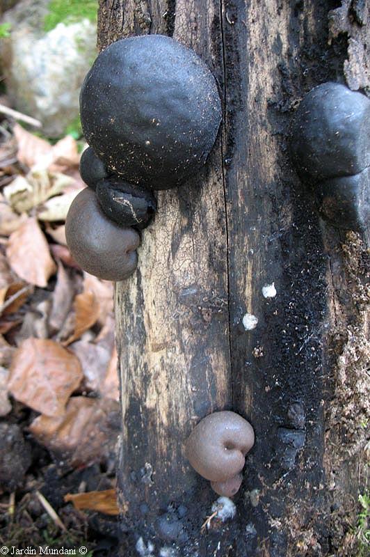 Future is written in green Daldinia concentrica, the tinder of Cheddar