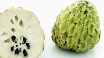 فوائد فاكهة القشطة البيضاء والخضراء وطريقة زراعة شجرة القشطة وشكل ثمرتها