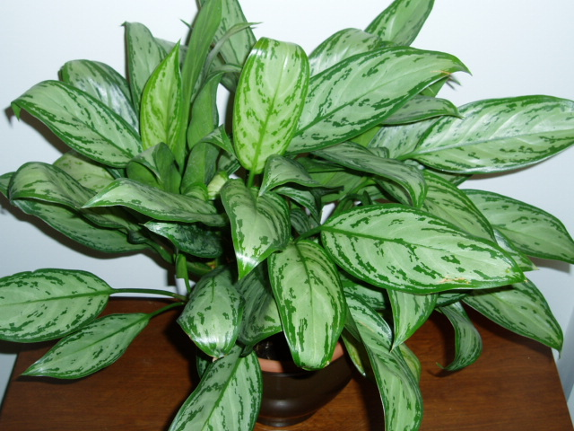 Best Houseplants for Low Light Areas