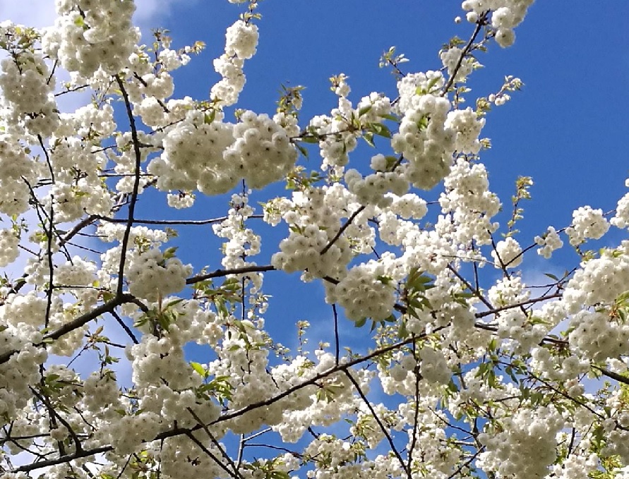 TBW Photo of the day More April tree bloom
