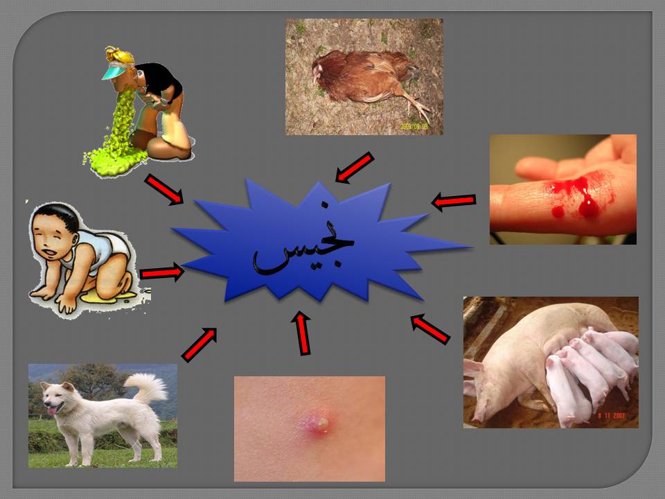 MACAMMACAM NAJIS DAN CARA MENSUCIKANNYA Viruz Z