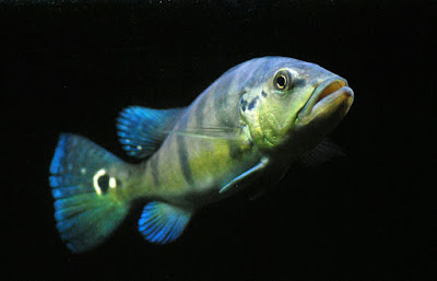 Peacock Bass Blue Azul Si Roket Bersirip Biru