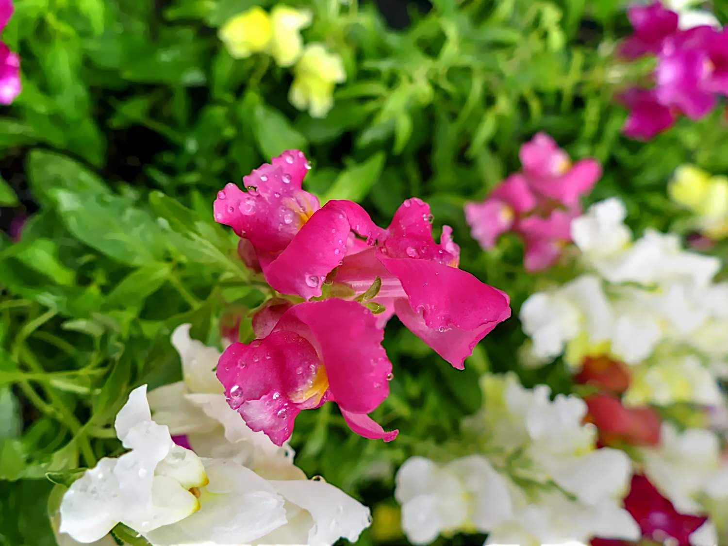 Pocahontas Commentator Plus Beaver Creek Flowers I