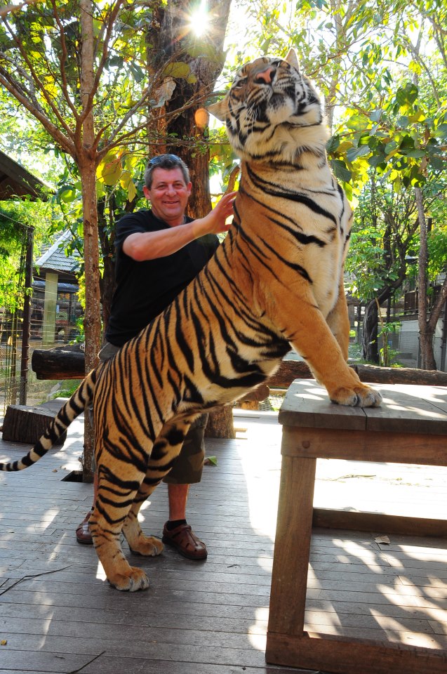 королевство тигров на пхукете