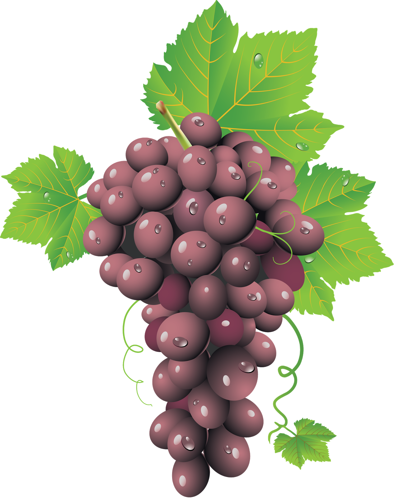 vector free download grape - photo #29