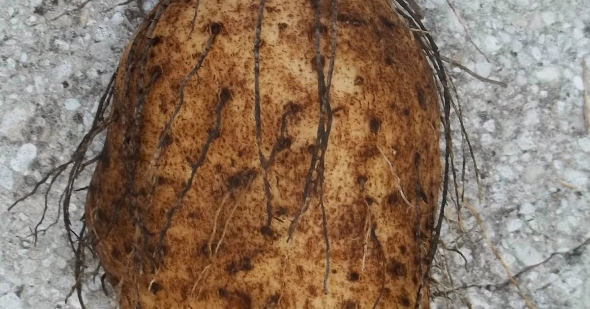 Garden Adventures Winged yam, Ñame (Dioscorea alata)