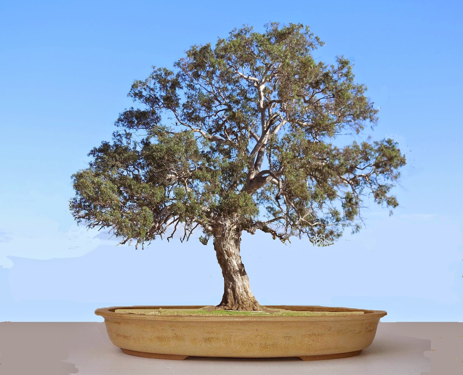 Stephen Cullum's Bonsai & Pottery Post 147 Revisit Canberra Arboretum