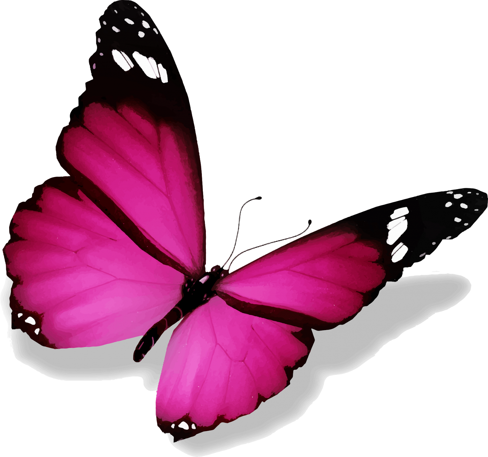 Пнг изображения. Розовые бабочки. Бабочки на белом фоне. Розовые бабочки на белом фоне. Красивые бабочки на прозрачном фоне.