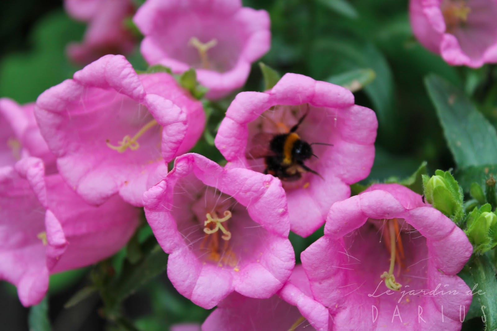 Il Etait Un Petit Jard Ain C Est Extra