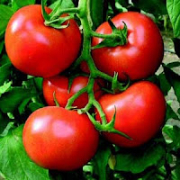 buah tomat merah