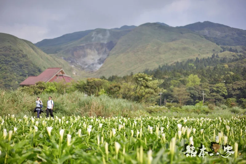 名陽匍休閒農莊|頂湖海芋步道~台北陽明山竹子湖海芋季官網封面照就是在這拍的