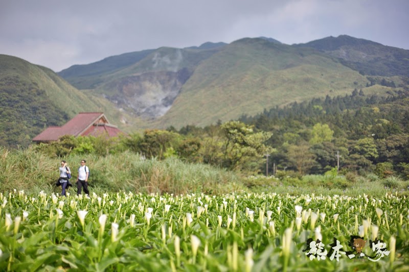 名陽匍休閒農莊|頂湖海芋步道~台北陽明山竹子湖海芋季官網封面照就是在這拍的