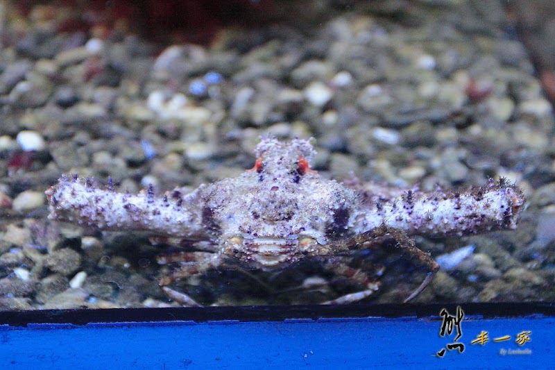 七星柴魚博物館|海洋資源區|趣味柴魚燒DIY|花蓮新城觀光工廠|余宗柏故事館七星柴魚博物館|黑潮本舖|紀念商品區|花蓮新城觀光工廠七星柴魚博物館|七星潭周邊景點|花蓮親子觀光工廠|七星潭社區|崇德隧道、崇德休憩區