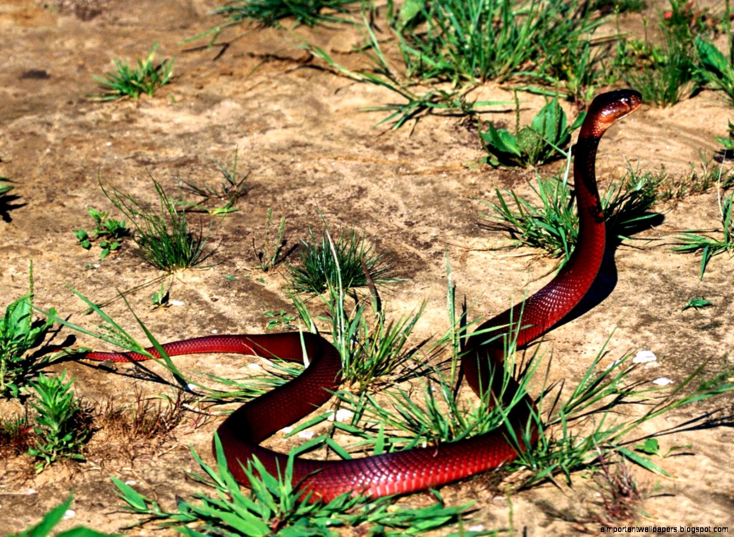 Red Snake