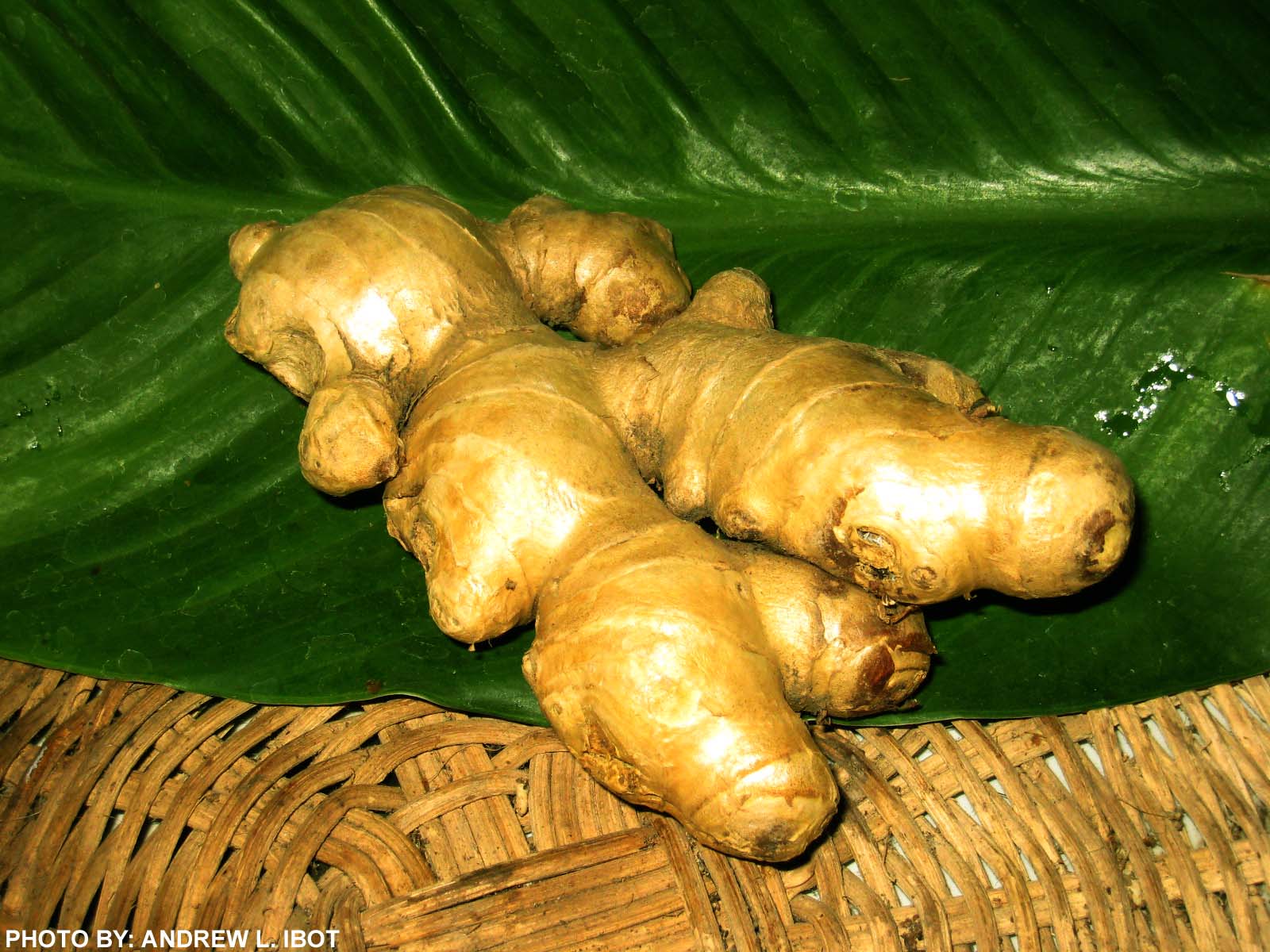 Ako si ANDREW IBOT!: Luya (Ginger)- Halamang Gamot / Herbal Medicine