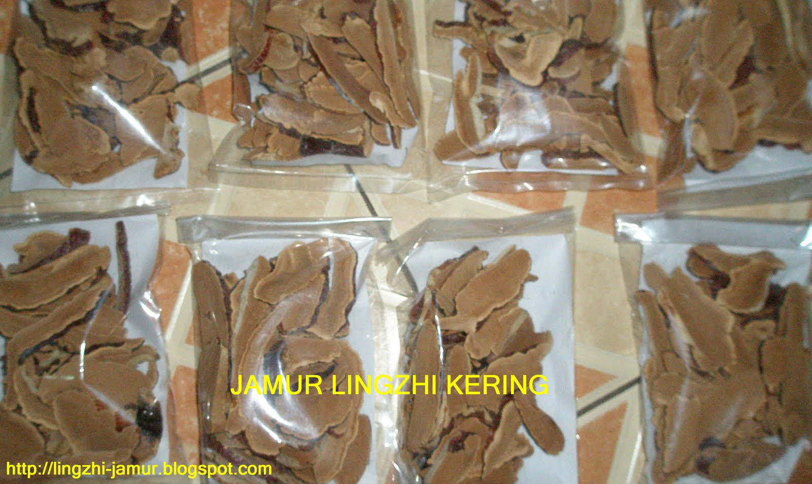 JAMUR LINGZHI ,GENODERMA,MENGATASI BIABETES ,KANKER,GANGGUAN GINJAL